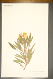 Oenothera macrocarpa RCPGdnHerbarium (39).JPG